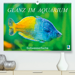Glanz im Aquarium: Süßwasserfische (Premium, hochwertiger DIN A2 Wandkalender 2021, Kunstdruck in Hochglanz) von CALVENDO