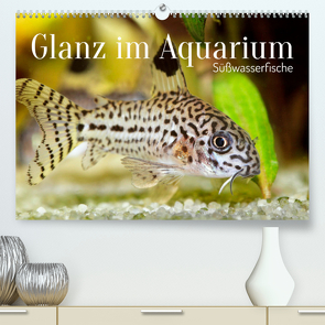 Glanz im Aquarium: Süßwasserfische (Premium, hochwertiger DIN A2 Wandkalender 2023, Kunstdruck in Hochglanz) von CALVENDO