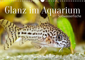 Glanz im Aquarium: Süßwasserfische (Wandkalender 2022 DIN A3 quer) von CALVENDO
