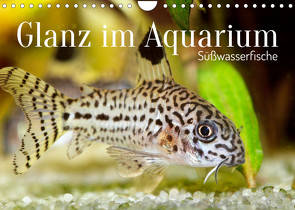 Glanz im Aquarium: Süßwasserfische (Wandkalender 2022 DIN A4 quer) von CALVENDO