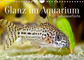 Glanz im Aquarium: Süßwasserfische (Wandkalender 2022 DIN A4 quer) von CALVENDO