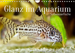 Glanz im Aquarium: Süßwasserfische (Wandkalender 2023 DIN A4 quer) von CALVENDO