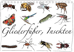 Gliederfüßer und Insekten (Tischkalender 2023 DIN A5 quer) von Conrad,  Ralf