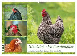 Glückliche Freilandhühner (Wandkalender 2024 DIN A2 quer), CALVENDO Monatskalender von Kleemann,  Claudia