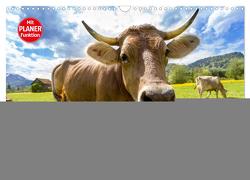 Glückliche Kühe auf saftigen Wiesen (Wandkalender 2024 DIN A3 quer), CALVENDO Monatskalender von Stanzer,  Elisabeth