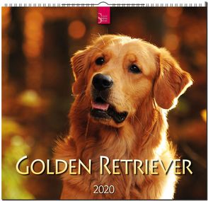 Golden Retriever von Redaktion Verlagshaus Würzburg,  Bildagentur