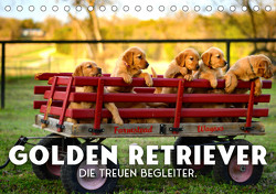 Golden Retriever – Die treuen Begleiter. (Tischkalender 2023 DIN A5 quer) von SF