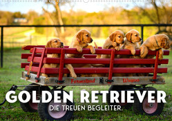 Golden Retriever – Die treuen Begleiter. (Wandkalender 2023 DIN A2 quer) von SF