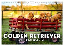Golden Retriever – Die treuen Begleiter. (Wandkalender 2024 DIN A4 quer), CALVENDO Monatskalender von SF,  SF