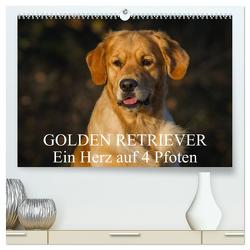 Golden Retriever – Ein Herz auf 4 Pfoten (hochwertiger Premium Wandkalender 2024 DIN A2 quer), Kunstdruck in Hochglanz von Starick,  Sigrid