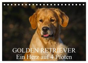 Golden Retriever – Ein Herz auf 4 Pfoten (Tischkalender 2024 DIN A5 quer), CALVENDO Monatskalender von Starick,  Sigrid