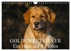 Golden Retriever – Ein Herz auf 4 Pfoten (Wandkalender 2024 DIN A4 quer), CALVENDO Monatskalender von Starick,  Sigrid