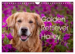 Golden Retriever Hailey Fotokalender (Wandkalender 2024 DIN A4 quer), CALVENDO Monatskalender von Hofmeister,  Daniela