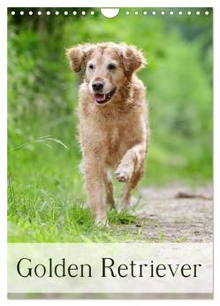 Golden Retriever (Wandkalender 2024 DIN A4 hoch), CALVENDO Monatskalender von Noack,  Nicole