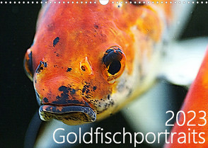 Goldfischportraits (Wandkalender 2023 DIN A3 quer) von Wirtz,  Hanne