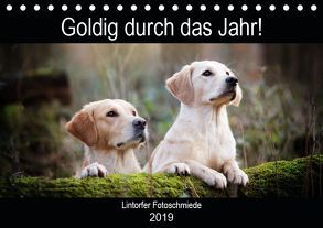 Goldig durch das Jahr! (Tischkalender 2019 DIN A5 quer) von Bohlmann,  Jennifer