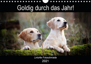 Goldig durch das Jahr! (Wandkalender 2021 DIN A4 quer) von Bohlmann,  Jennifer