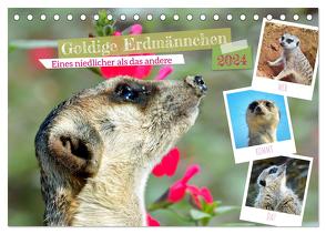 Goldige Erdmännchen (Tischkalender 2024 DIN A5 quer), CALVENDO Monatskalender von Kleemann,  Claudia
