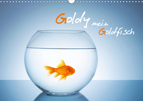 Goldy – mein Goldfisch (Wandkalender 2021 DIN A3 quer) von rclassen