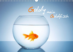 Goldy – mein Goldfisch (Wandkalender 2023 DIN A3 quer) von rclassen