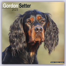 Gordon Setter 2023 – 16-Monatskalender