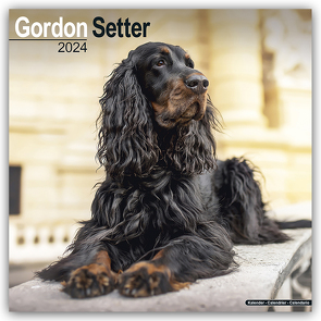 Gordon Setter 2024 – 16-Monatskalender
