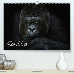 Gorilla (Premium, hochwertiger DIN A2 Wandkalender 2023, Kunstdruck in Hochglanz) von Pinkawa / Jo.PinX,  Joachim