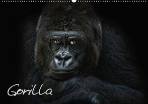 Gorilla (Wandkalender 2021 DIN A2 quer) von Pinkawa / Jo.PinX,  Joachim