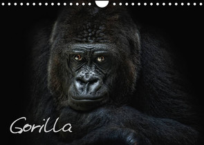 Gorilla (Wandkalender 2023 DIN A4 quer) von Pinkawa / Jo.PinX,  Joachim