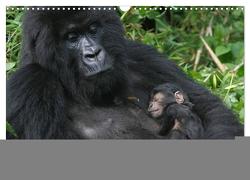 Gorillas. Friedliebende Kraftpakete (Wandkalender 2024 DIN A3 quer), CALVENDO Monatskalender von Stanzer,  Elisabeth
