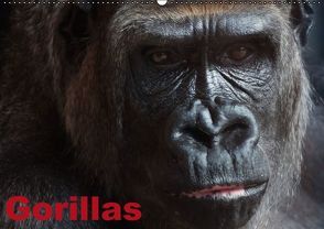 Gorillas / Geburtstagskalender (Wandkalender immerwährend DIN A2 quer) von Stanzer,  Elisabeth