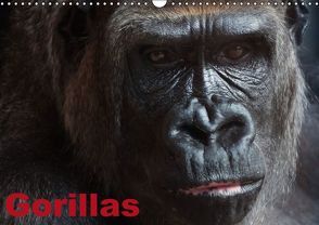 Gorillas / Geburtstagskalender (Wandkalender immerwährend DIN A3 quer) von Stanzer,  Elisabeth