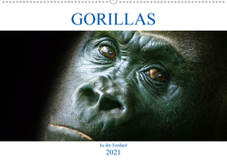 Gorillas – In der Freiheit (Wandkalender 2021 DIN A2 quer) von Robert,  Boris