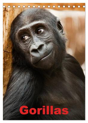 Gorillas (Tischkalender 2024 DIN A5 hoch), CALVENDO Monatskalender von Stanzer,  Elisabeth
