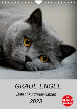 Graue Engel – Britischkurzhaar-Katzen (Wandkalender 2023 DIN A4 hoch) von Brumma / Jacky-fotos,  Jacqueline