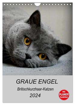 Graue Engel – Britischkurzhaar-Katzen (Wandkalender 2024 DIN A4 hoch), CALVENDO Monatskalender von Brumma / Jacky-fotos,  Jacqueline