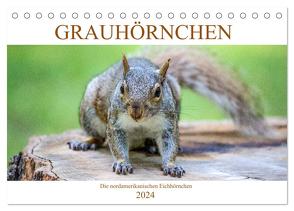 Grauhörnchen-Die nordamerikanischen Eichhörnchen (Tischkalender 2024 DIN A5 quer), CALVENDO Monatskalender von / pixs:sell@Adobe Stock,  pixs:sell@fotolia
