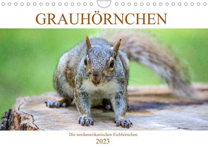 Grauhörnchen-Die nordamerikanischen Eichhörnchen (Wandkalender 2023 DIN A4 quer) von pixs:sell@fotolia, Stock,  pixs:sell@Adobe