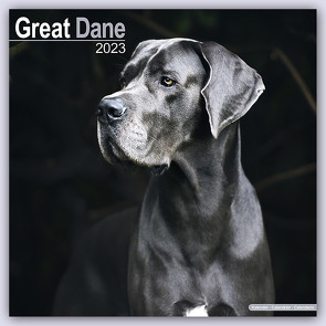 Great Dane – Dänische Dogge 2023 – 16-Monatskalender