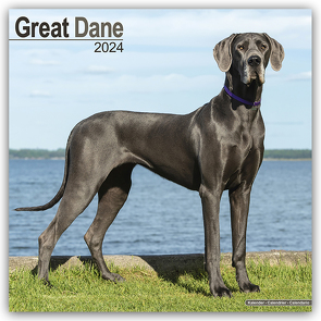 Great Dane – Dänische Dogge 2024 – 16-Monatskalender