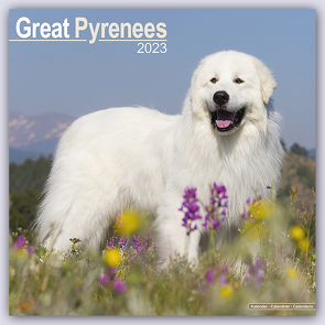 Great Pyrenees – Pyrenäenhunde 2024 – 16-Monatskalender