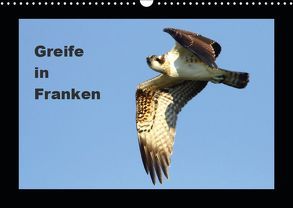 Greife in Franken (Wandkalender 2019 DIN A3 quer) von Bachmeier,  Günter
