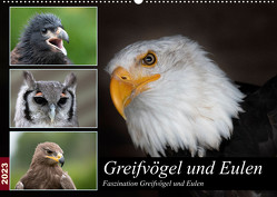 Greifvögel und Eulen (Wandkalender 2023 DIN A2 quer) von Trimbach,  Jürgen