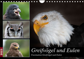 Greifvögel und Eulen (Wandkalender 2023 DIN A4 quer) von Trimbach,  Jürgen