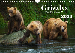 Grizzlys – Der Kalender CH-Version (Wandkalender 2023 DIN A4 quer) von Steinwald,  Max