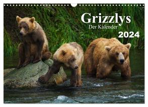 Grizzlys – Der Kalender (Wandkalender 2024 DIN A3 quer), CALVENDO Monatskalender von Steinwald,  Max