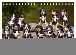 Großer Schweizer Sennenhund – Mit Schweizer Welpen durch das Jahr (Tischkalender 2024 DIN A5 quer), CALVENDO Monatskalender von Starick,  Sigrid