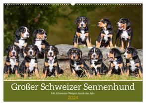 Großer Schweizer Sennenhund – Mit Schweizer Welpen durch das Jahr (Wandkalender 2024 DIN A2 quer), CALVENDO Monatskalender von Starick,  Sigrid