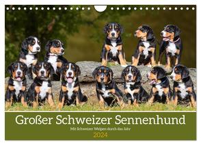 Großer Schweizer Sennenhund – Mit Schweizer Welpen durch das Jahr (Wandkalender 2024 DIN A4 quer), CALVENDO Monatskalender von Starick,  Sigrid