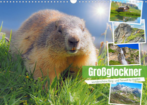 Großglockner wunderschöne Berg- und TierweltAT-Version (Wandkalender 2023 DIN A3 quer) von VogtArt